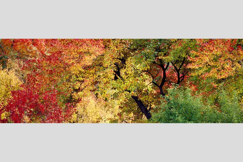 IPSWICH FOLIAGE — Ipswich, Massachusetts