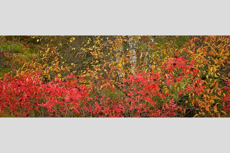 PLUM ISLAND BIRCH #2 — Newbury, MA