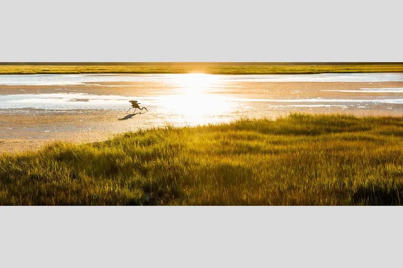 SALT PANNES HERON — Sunset, Plum Island, Newbury, MA