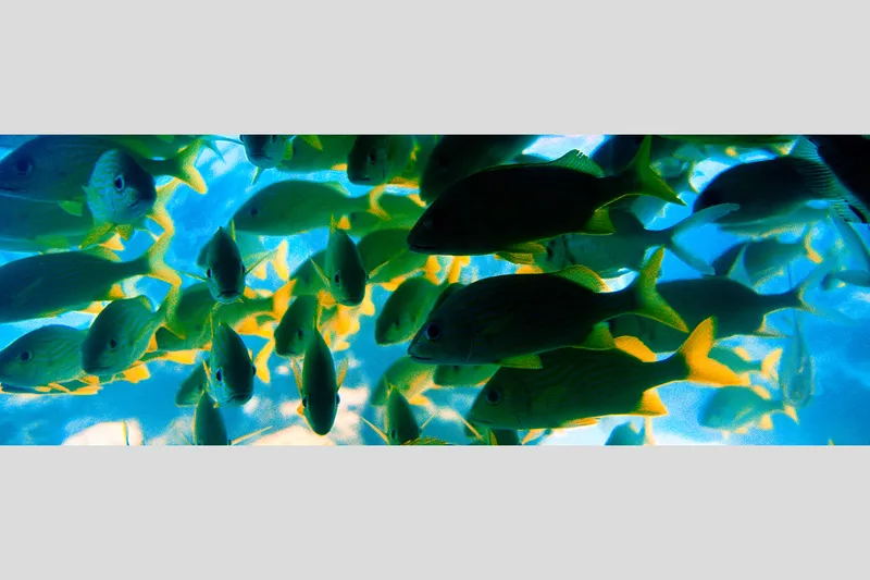 BAHAMA FISH — Paradise, Island, Bahamas