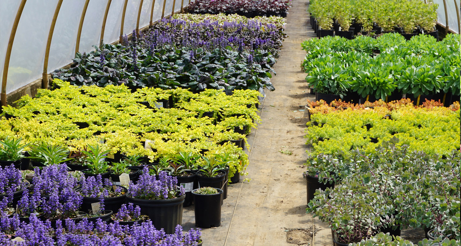 Perennials