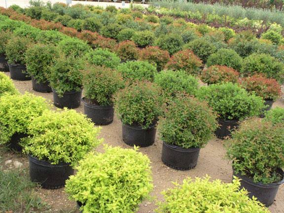 Shrubs