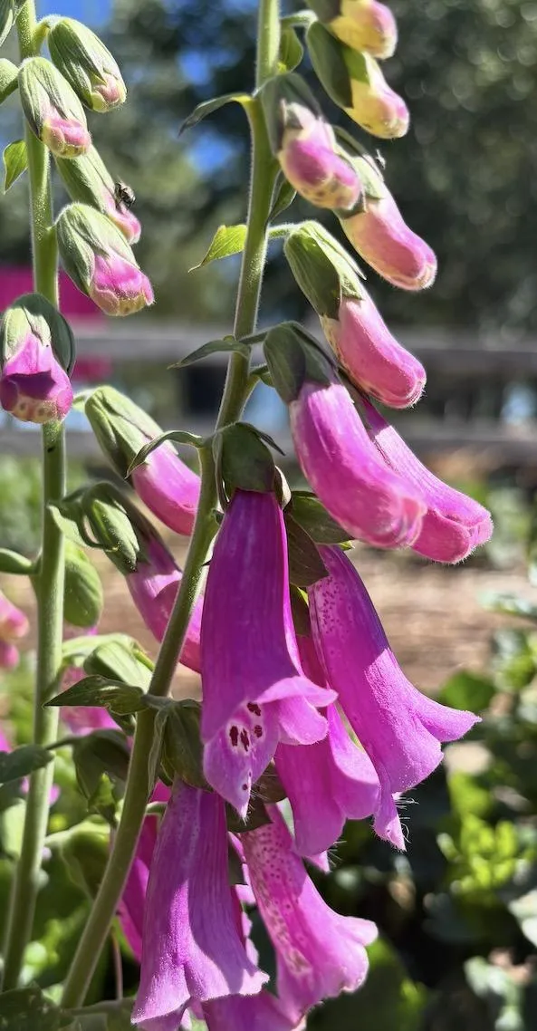Foxgloves Mixed 