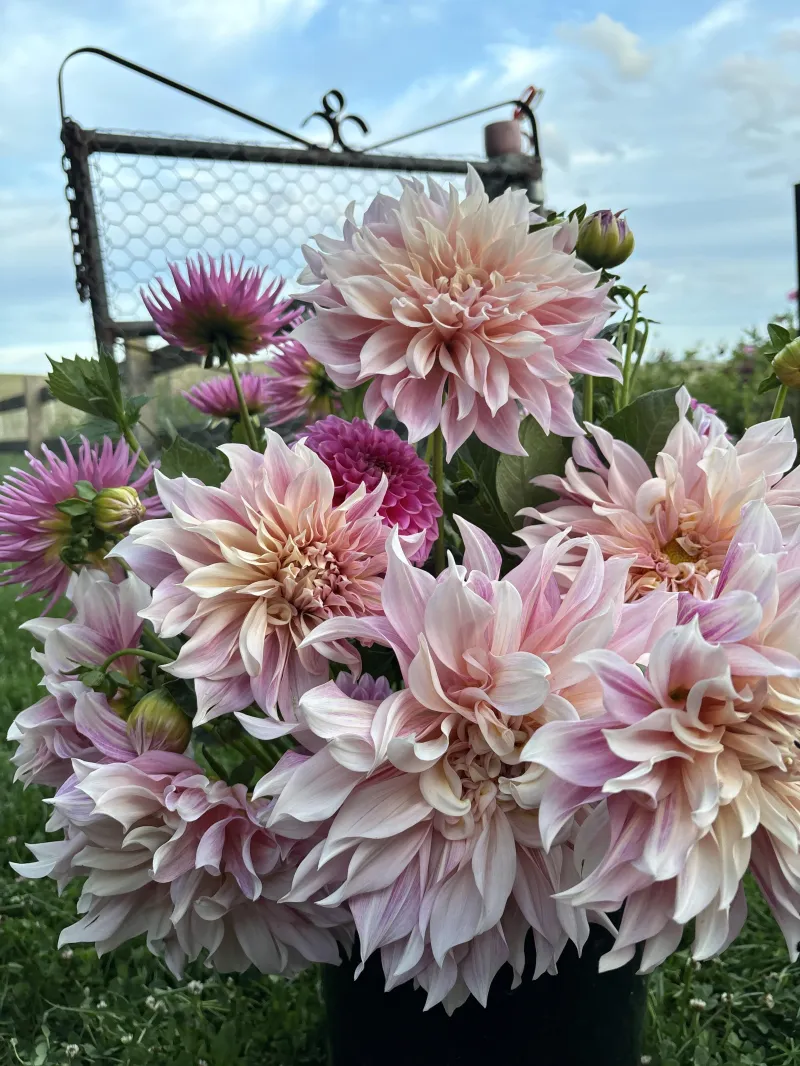 Annual flowers/ Cut Flowers