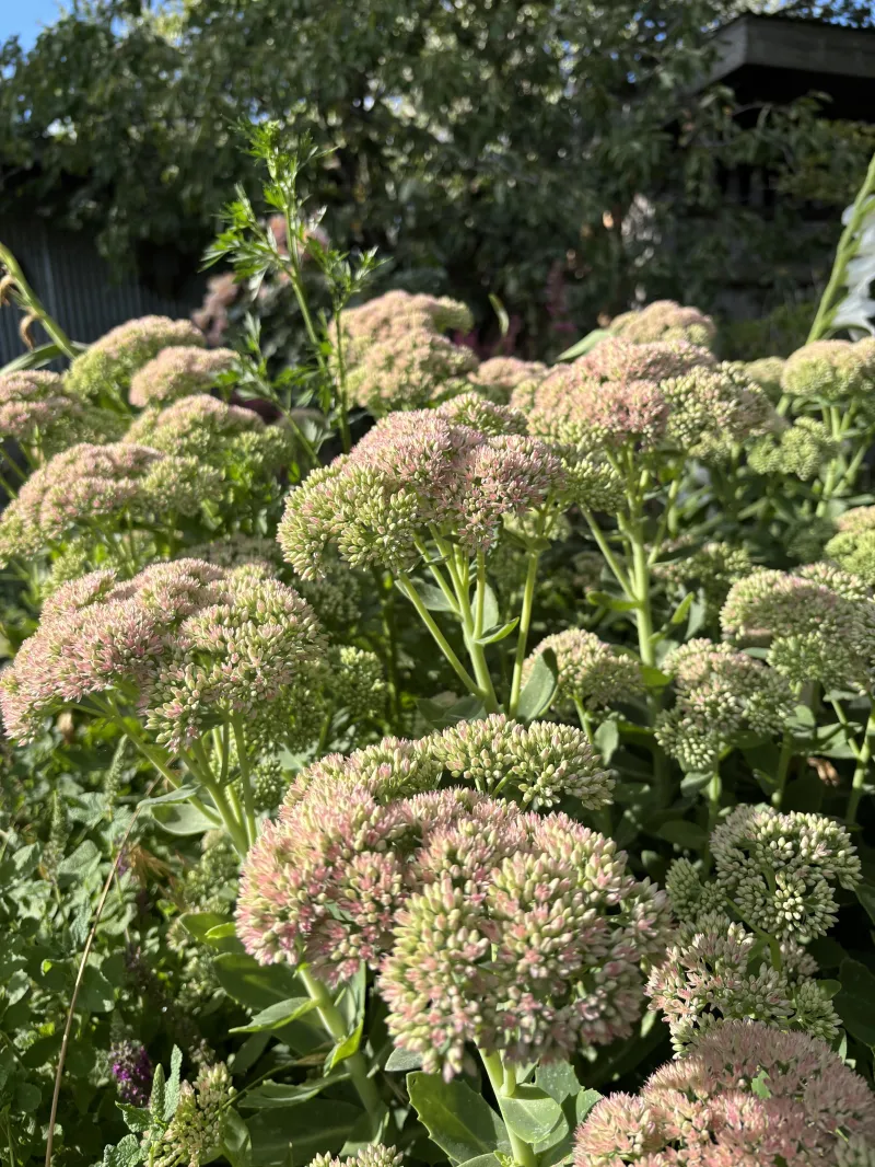Sedum Autumn joy 
