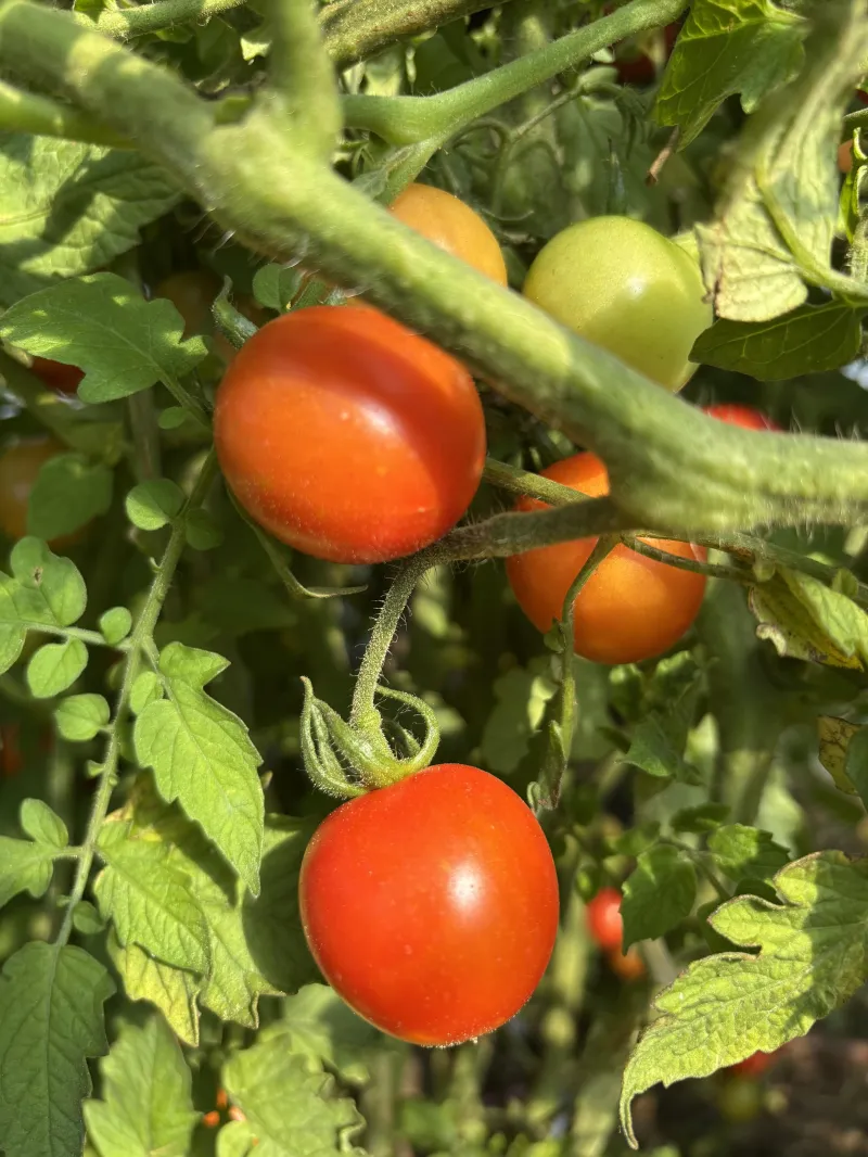 Tomato Money Maker 