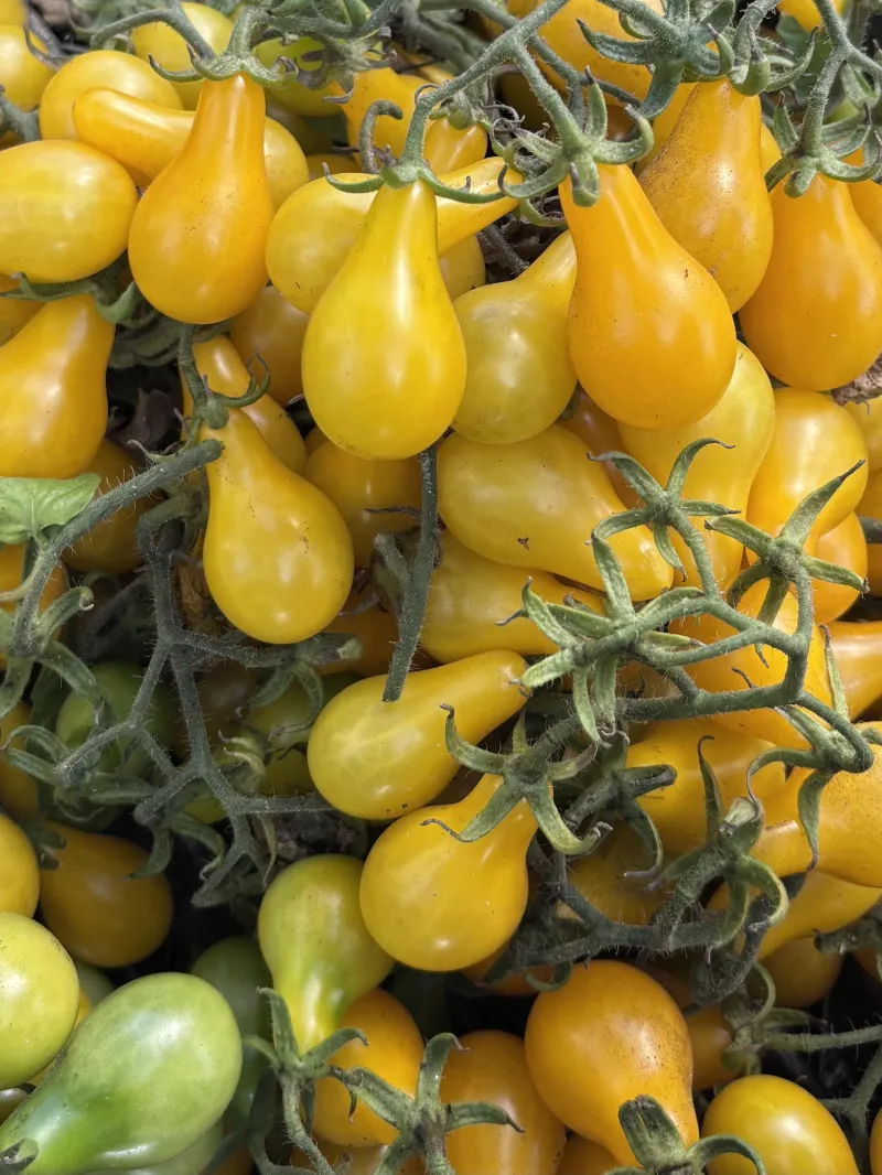 Tomato 'Yellow Pear'