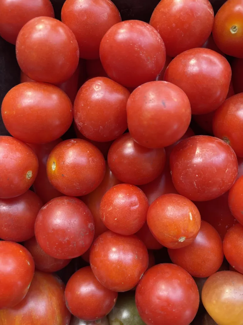 Tomato 'Tommy toe'