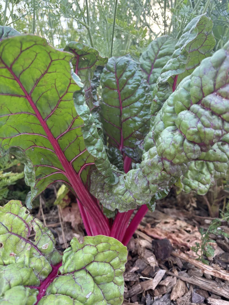 Rainbow Chard