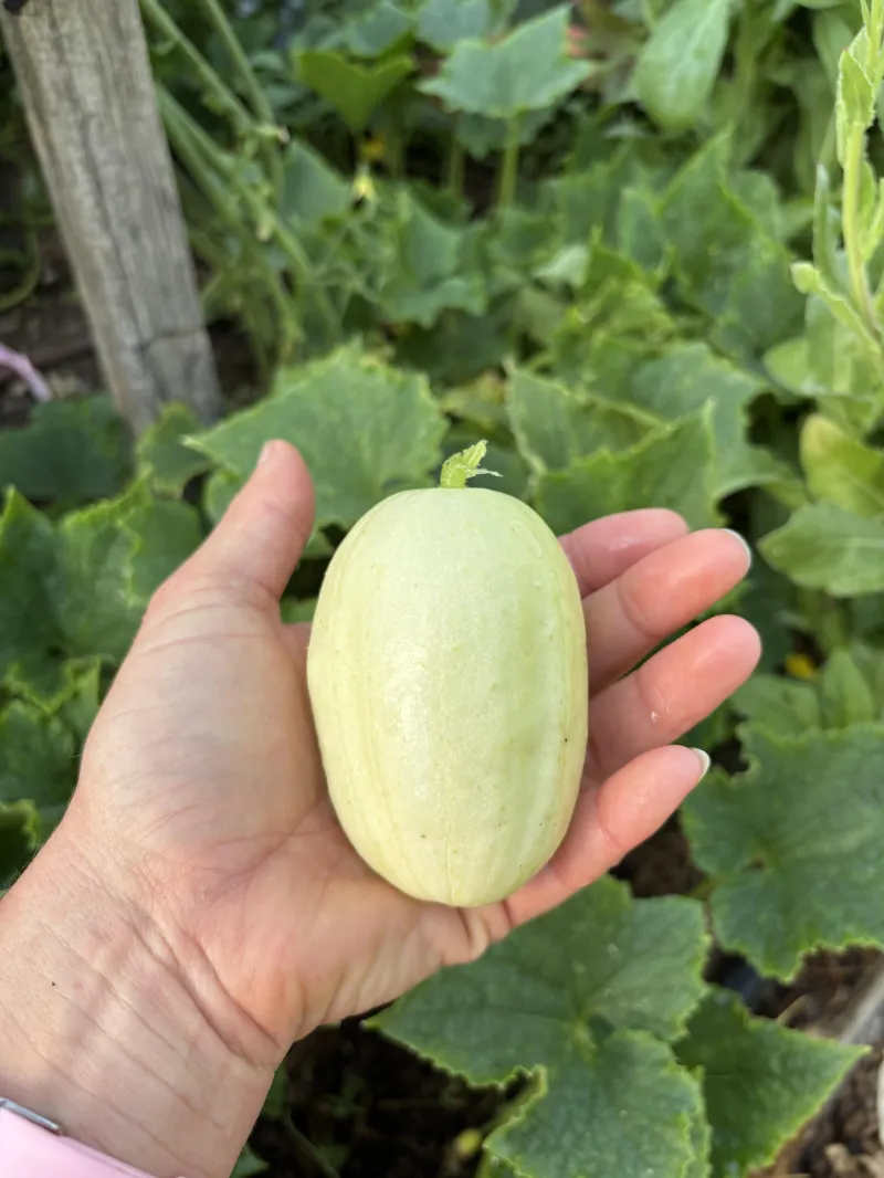 Cucumber Crystal Apple