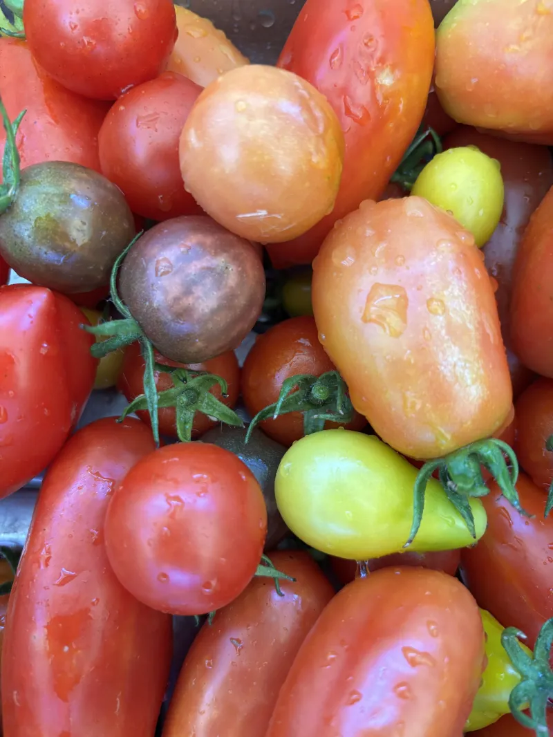 Tomato Collection