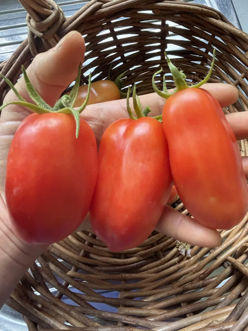 Tomato 'San Marzano"