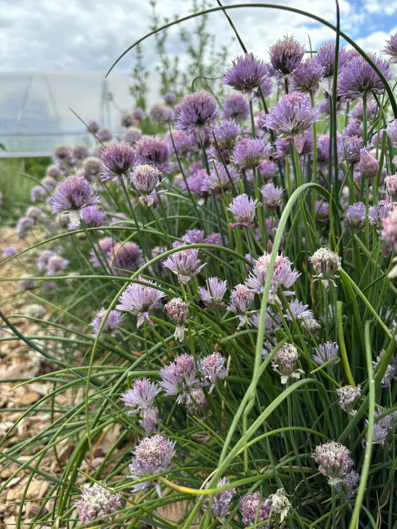 Herbs