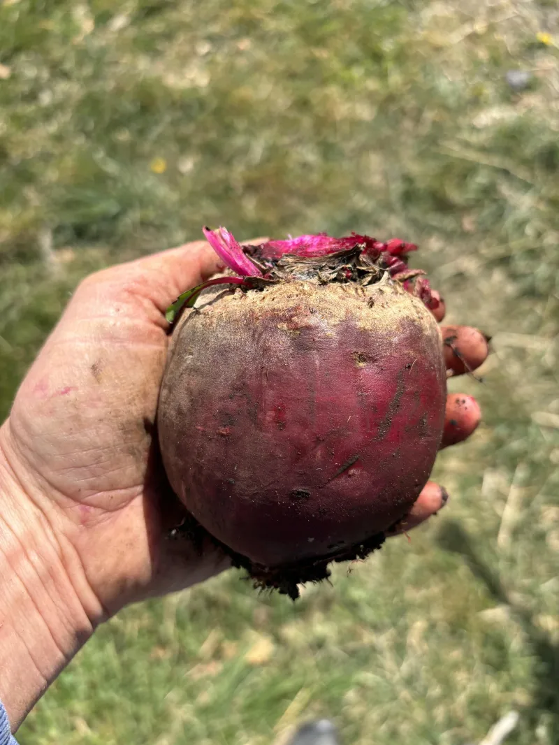 Beetroot "Crimson Globe"