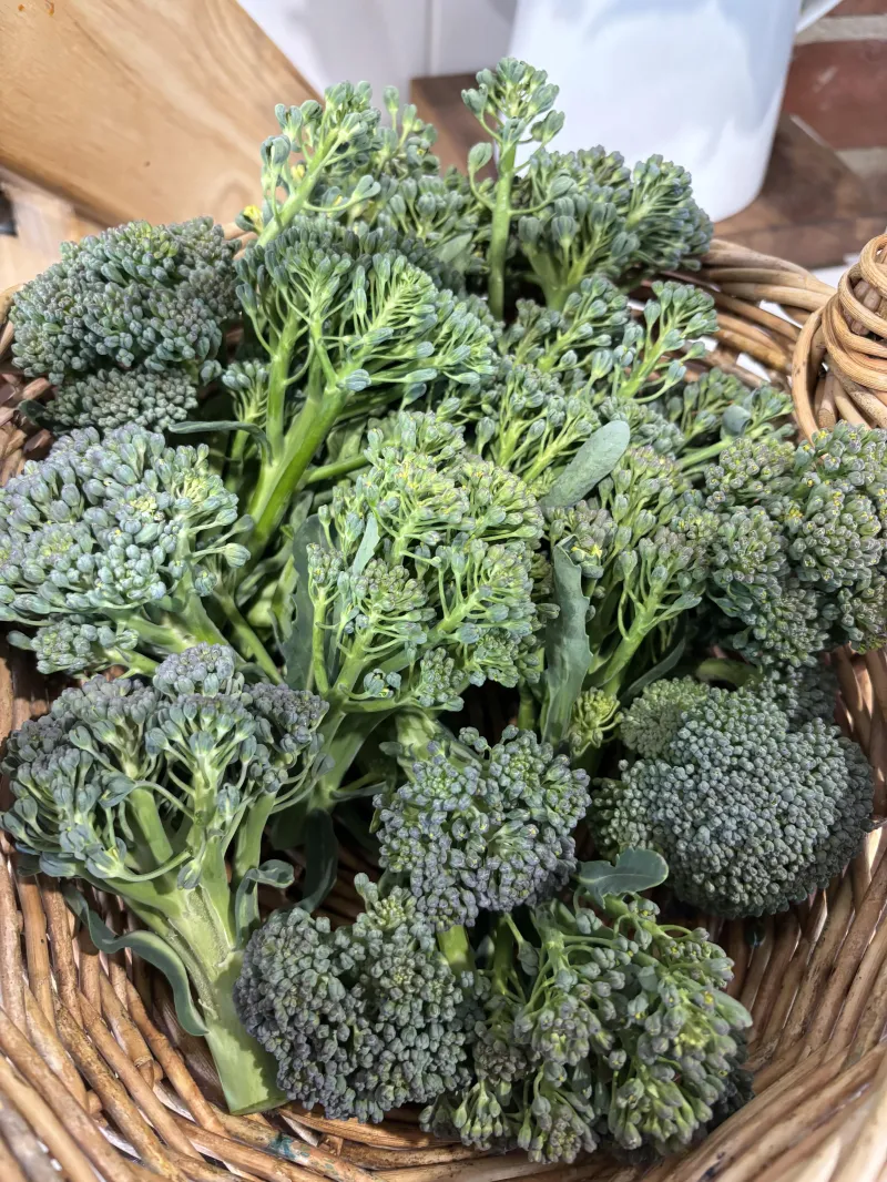 Broccoli Italian sprouting 