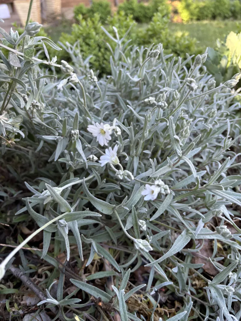 Cerastium tomentosum 'Snow in Summer' 