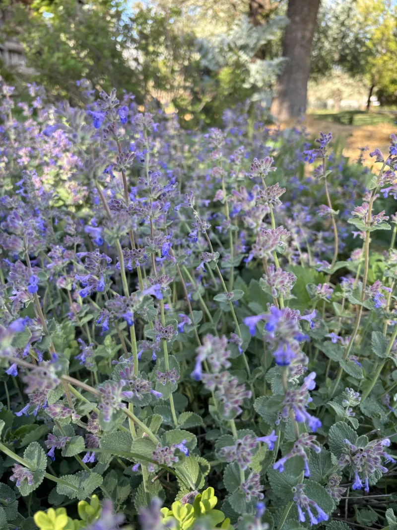 Cat Mint "Walker Low"
