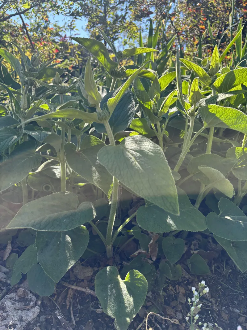 Phlomis russeliana
