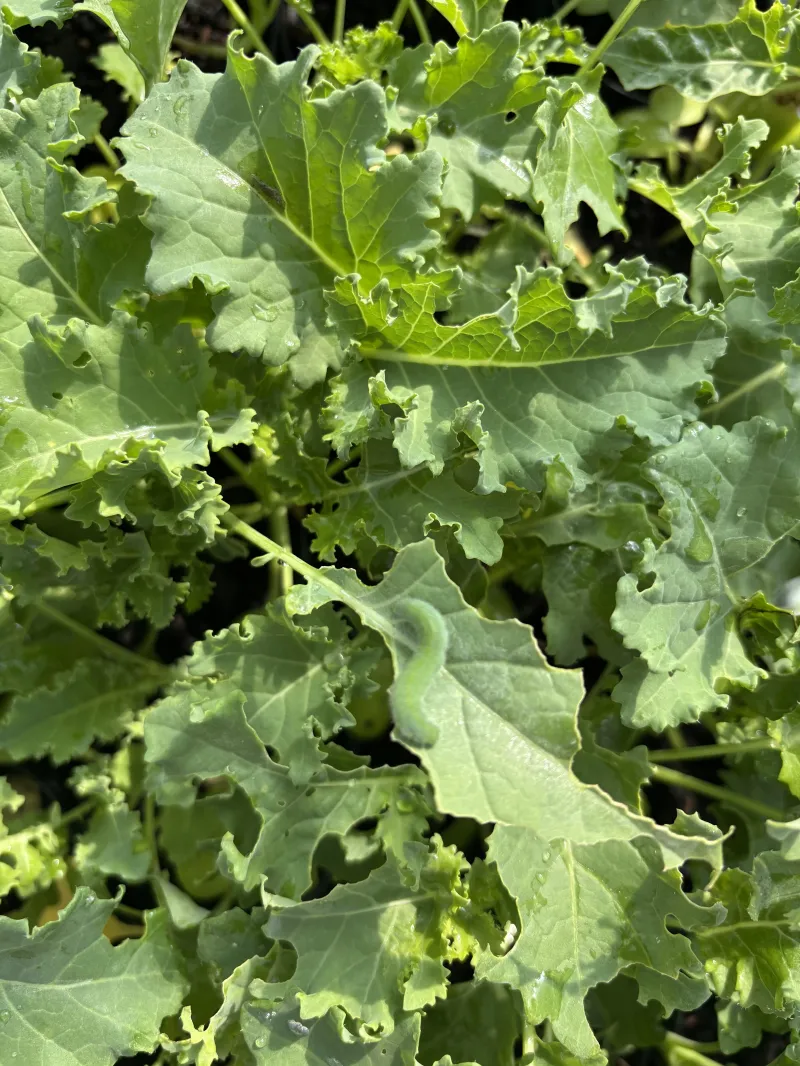 Kale Vates Blue 