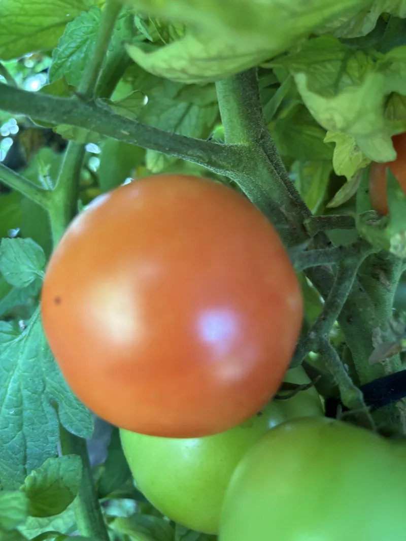 Tomato Cascade Early
