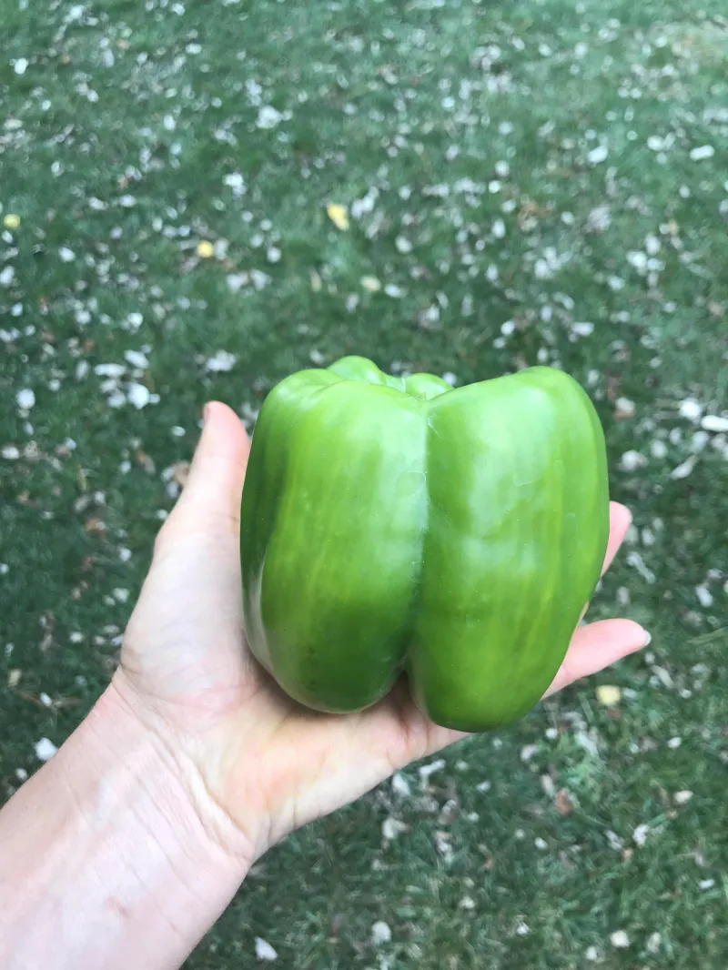 Capsicum Early Wonder 