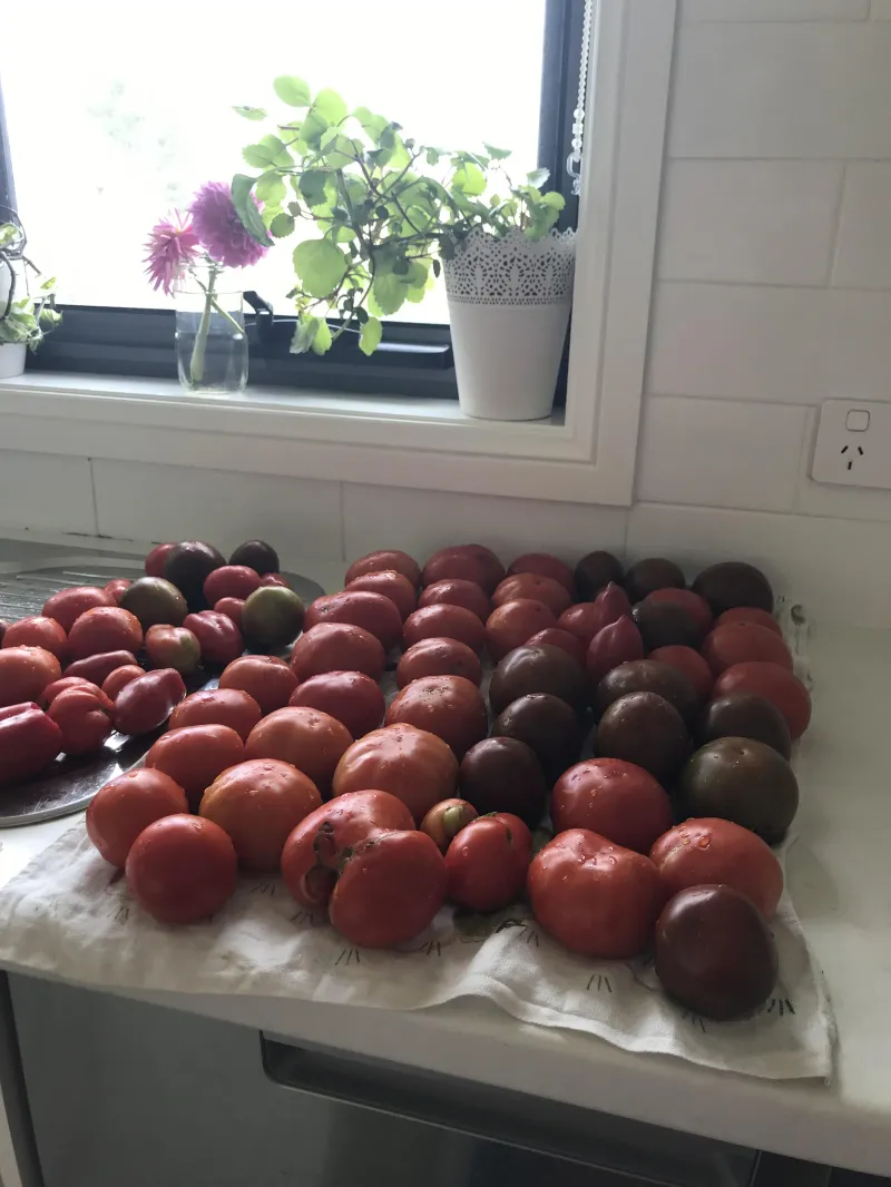 Tomato Amish Paste 