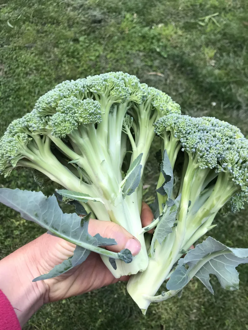 Broccoli Waltham