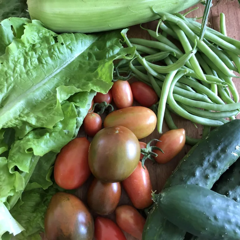 Summer Seedlings