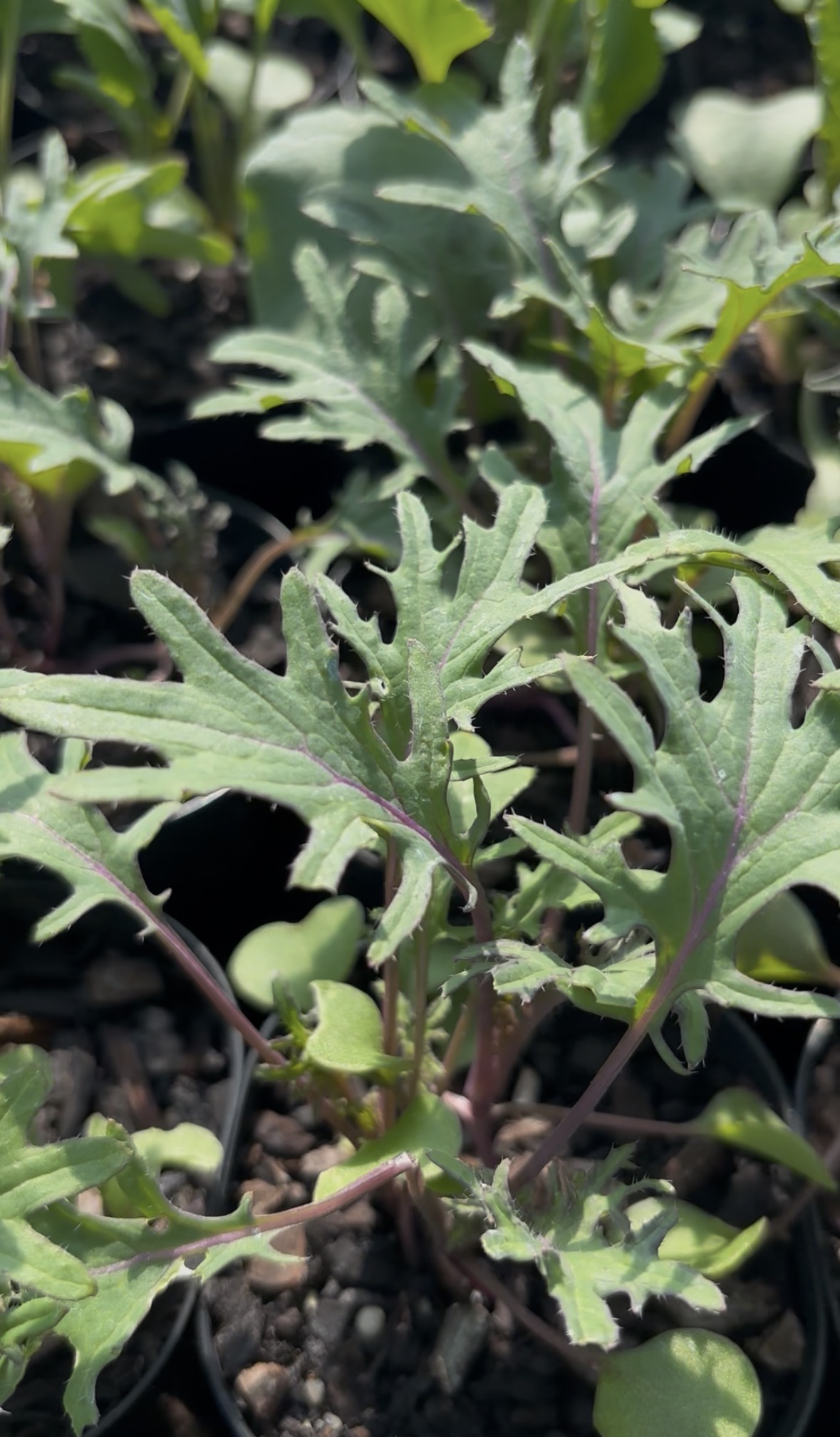 Kale Red Russian
