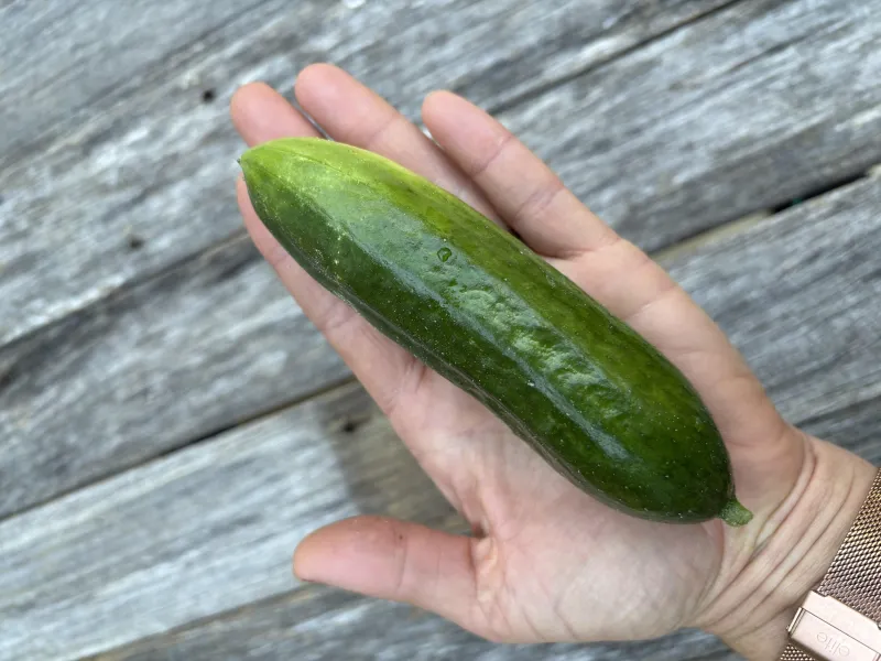 Cucumber Beit Alpha