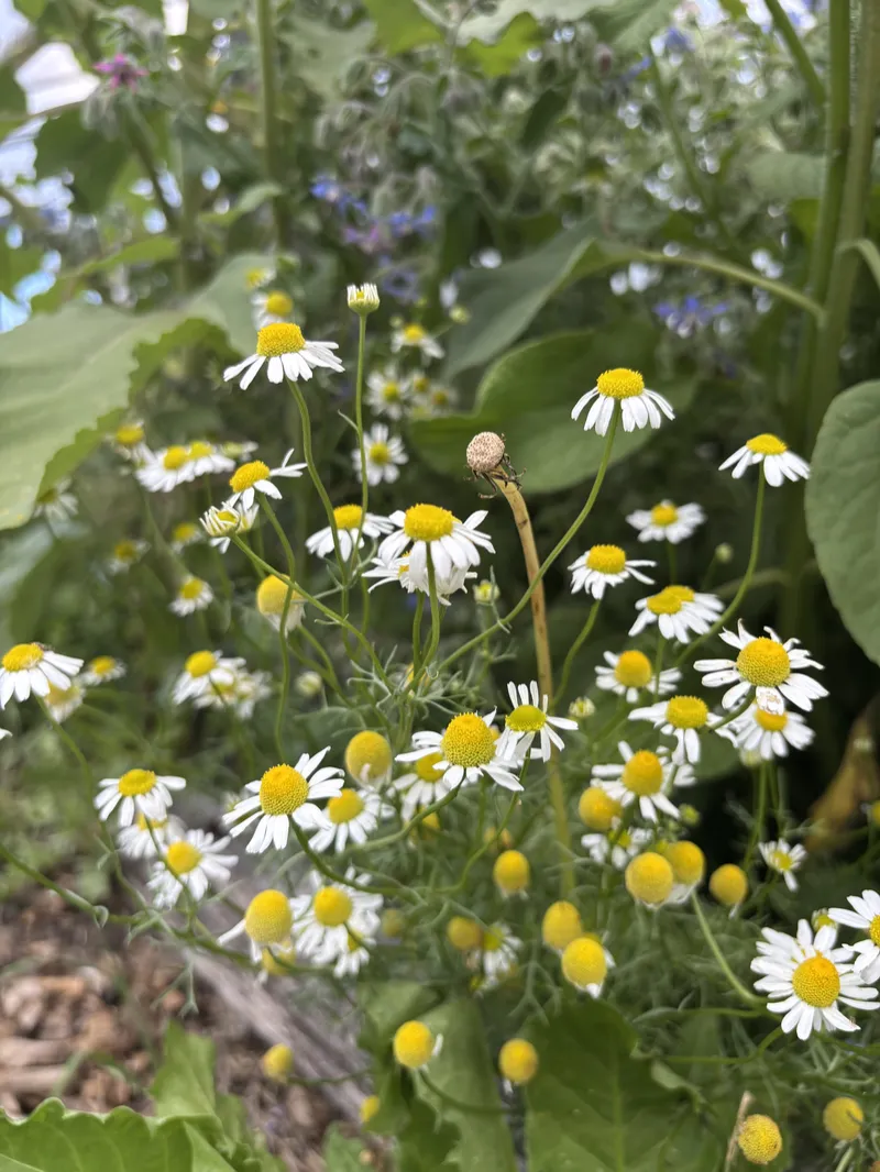 Chamomile