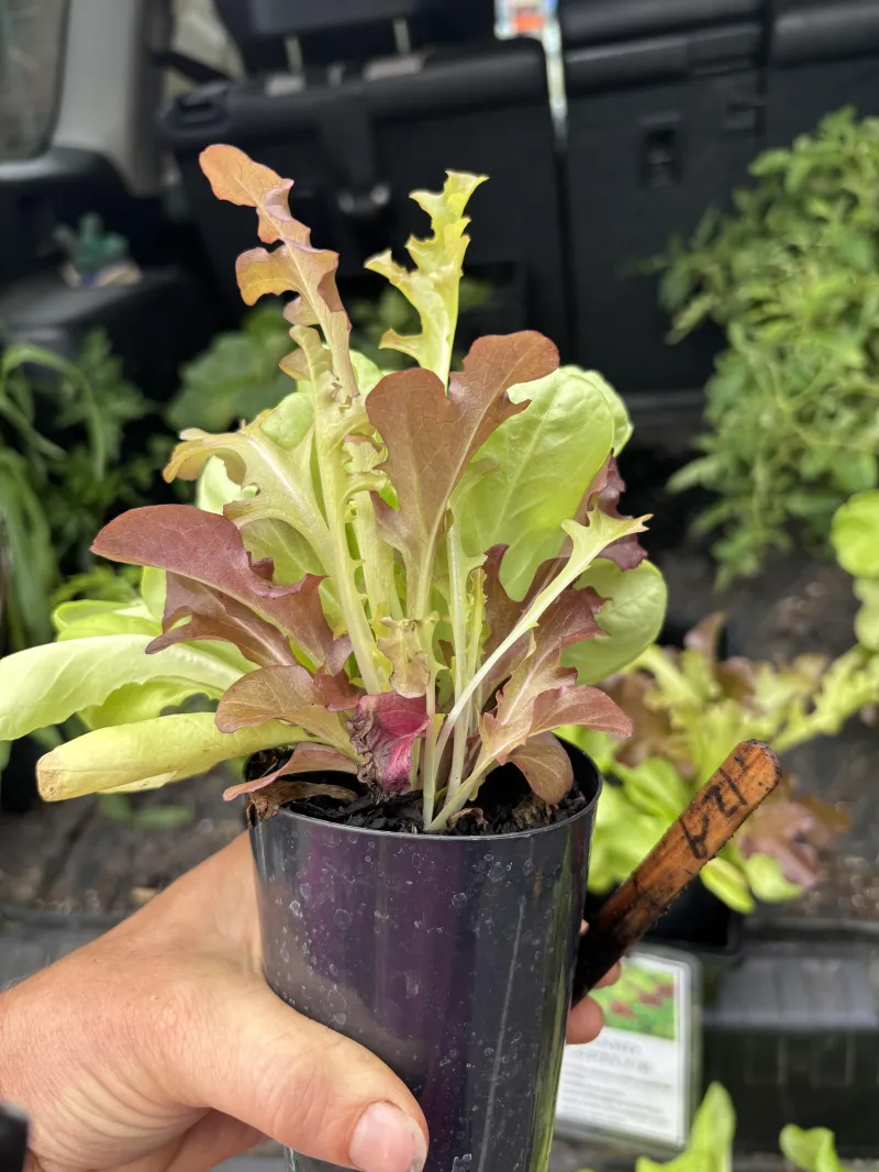 Lettuce mix 