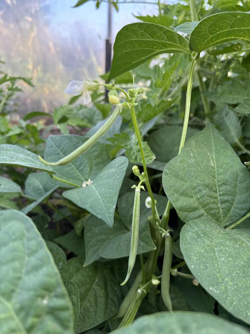 Bean Bush Strike
