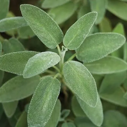 Sage 