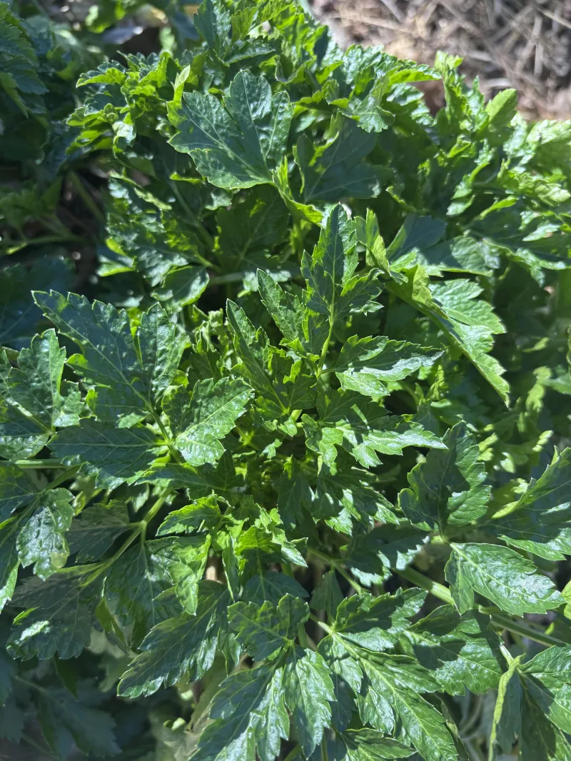 Parsley Italian Improved 