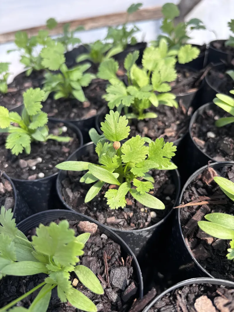 Coriander Slow Bolt.