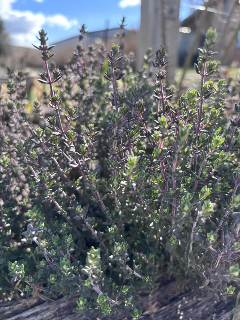 Thyme summer 