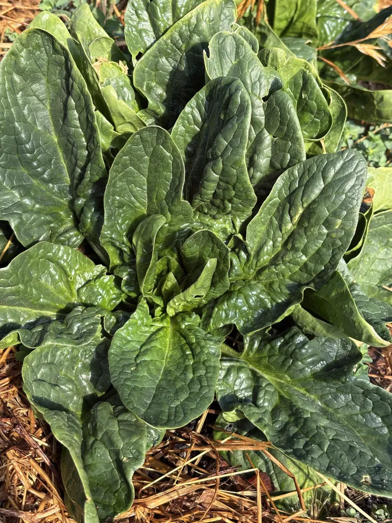 Spinach VNS