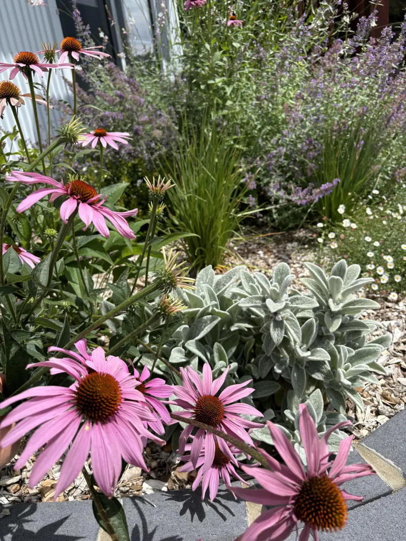 Echinacea purpurea