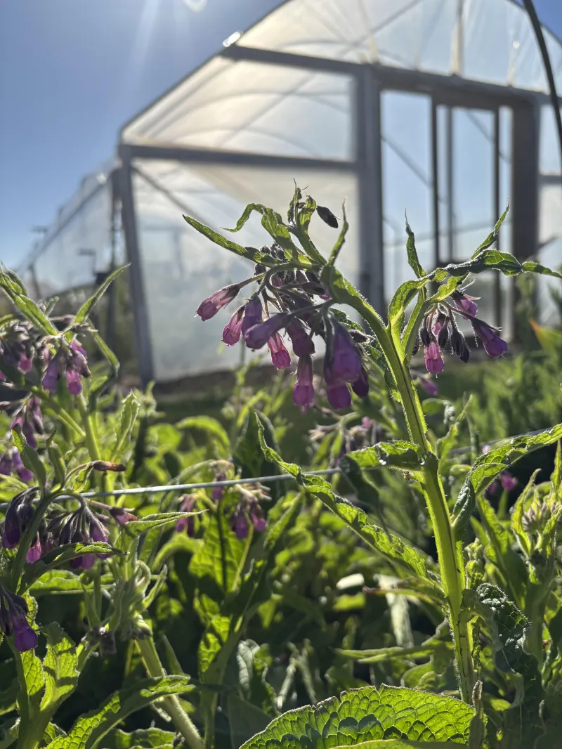Comfrey 