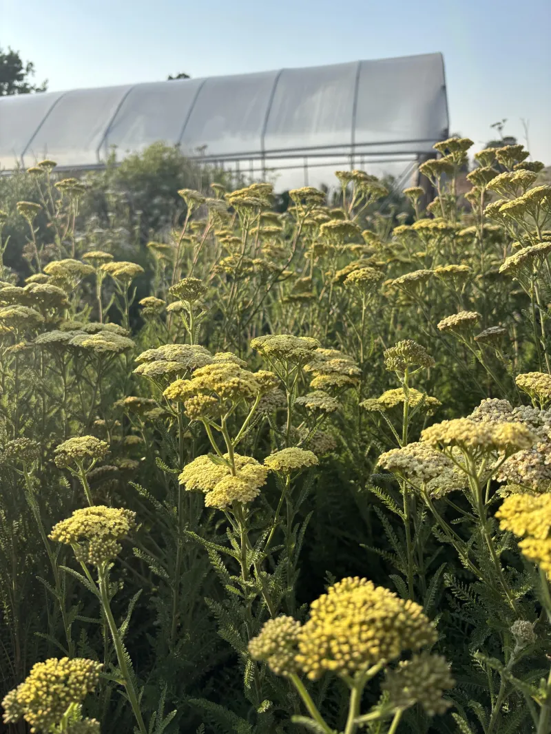 Achillea 'Moonshine' Yarrow