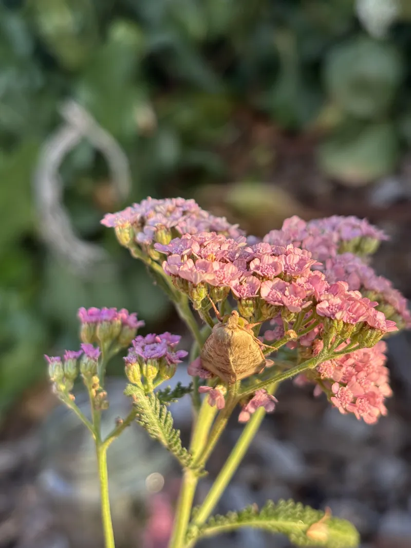 Achillea - Pink Yarrow