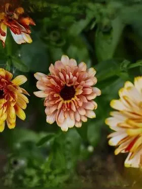 Calendula touch of Red Bluff