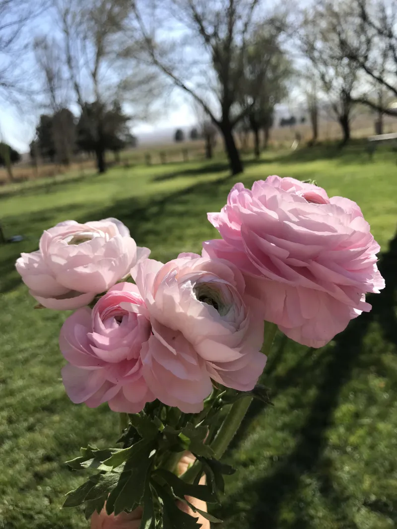 Double Italian Ranunculus - Named Varieties 