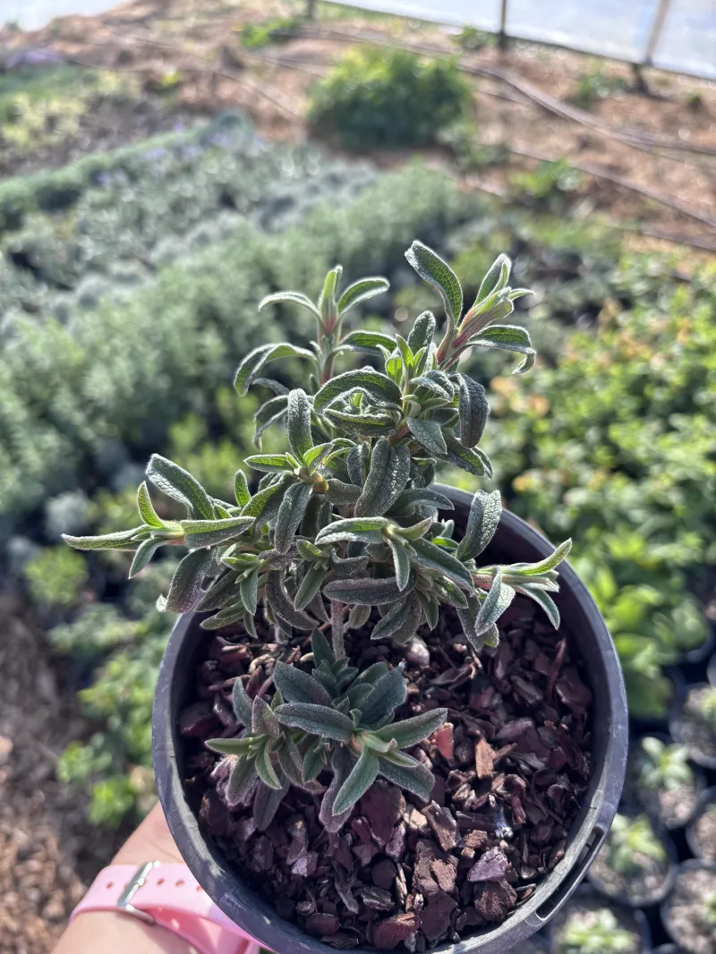 Cistus ‘Greyswood Pink’