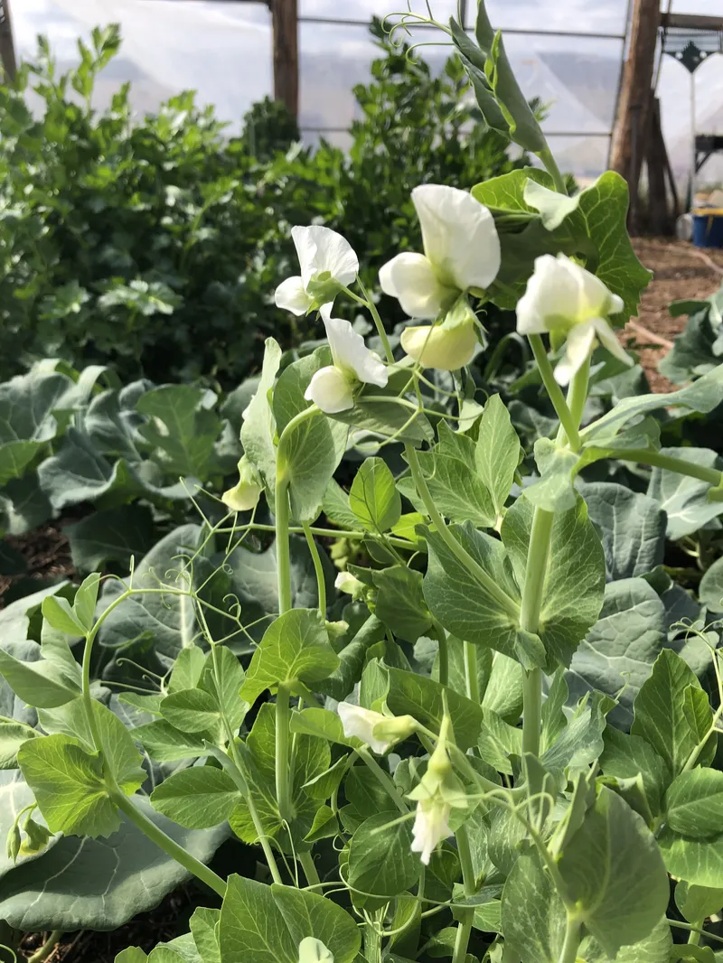 Snow Pea - Mammoth Melting 