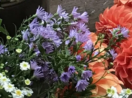 Aster - Easter Daisy Purple