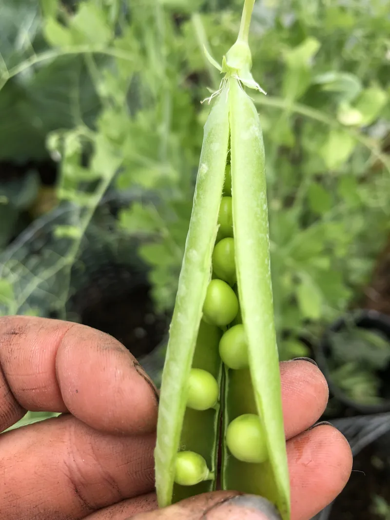 Peas - Sugar Bon