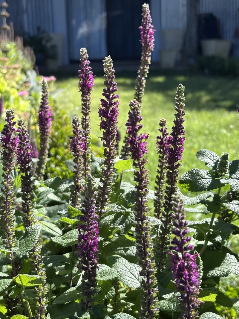 Teucrium hircanicum ‘Purple Tails’ 