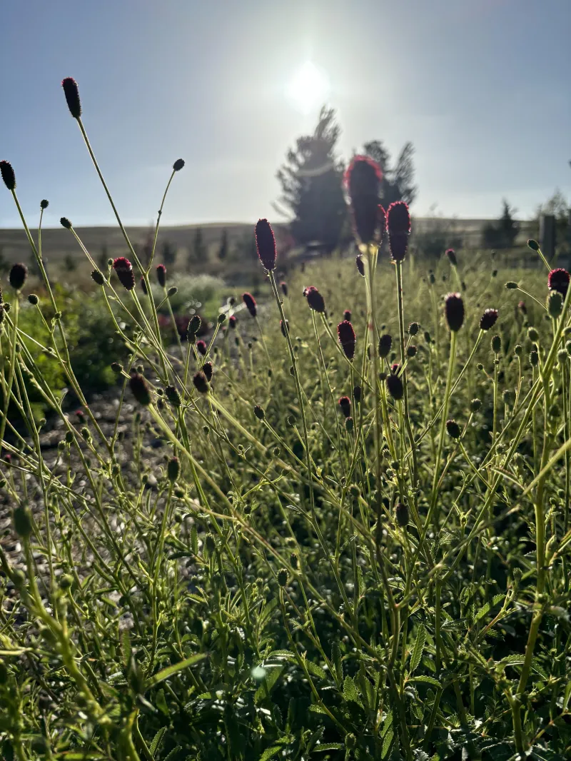 Sanguisorba officinalis – St Philibert